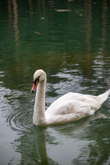 Photos of a white swan on a pond