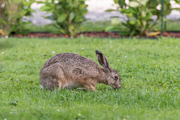 rabbit on green grass