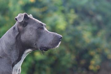 view of a blue american staffordshire terrier