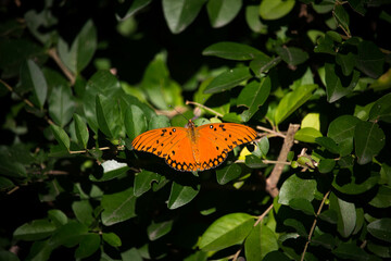Orange butterfly on green leaves