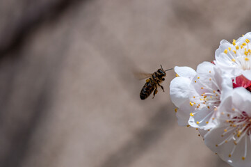 Abricotier en fleur au printemps.