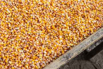 Corn or maize for processing for feed. Yellow corn kernels are dried on a wooden stand. High quality photo