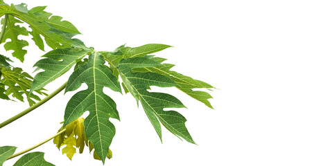 Isolated papaya leaf with clipping paths.
