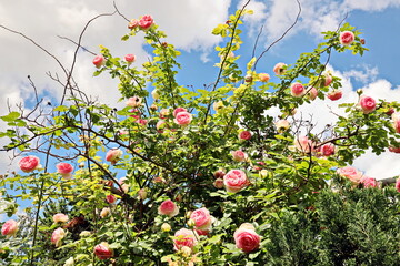 Fototapete bei efototapeten.de bestellen   