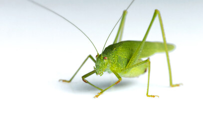 Large green katydid isolated on a white background. Selective focus.