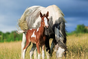 Horse chils and mother horse her beautiful foal on a field