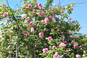 Fototapete bei efototapeten.de bestellen   