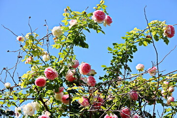 Fototapete bei efototapeten.de bestellen   