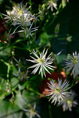 Old man's beard, traveller's joy // Gewöhnliche Waldrebe (Clematis vitalba)