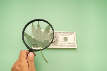 Hand of holding a magnifying glass looking at cannabis leaf over on dollar banknotes isolated on a green background.  Close-up photo. Marijuana plantation for medical and business concept