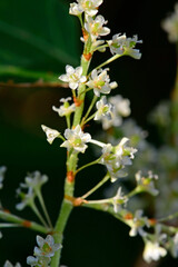 Japanese knotweed // Japanischer Staudenknöterich (Fallopia japonica