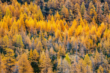 autunno all'alpe Devero, Piemonte