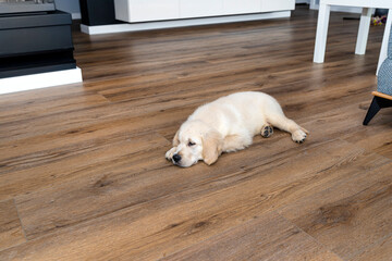 The golden retriever puppy lies on modern vinyl panels in the living room of the house, visible furniture in the background.