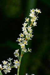 Japanischer Staudenknöterich // Japanese knotweed (Fallopia japonica)