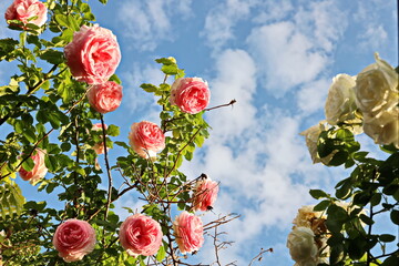 Fototapete bei efototapeten.de bestellen   