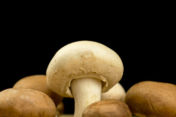 Champignon mushrooms on a black background, organic and natural ingredient concept