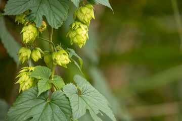 21.09.2021, GER, Bayern, Büchlberg: Hopfendolden