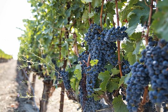 Winery in Napa Valley, California