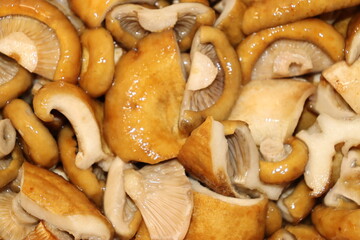 Autumn mushrooms collected in the fores