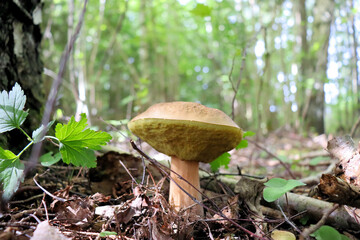 Autumn mushrooms collected in the fores