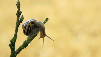 snail on a branch  © Marek Polak