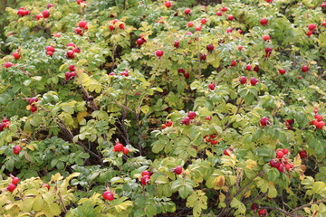 Autumn red berries rose hips and rowan berries
