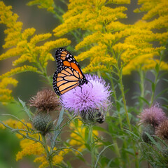 monarch butterfly on thistle with goldenrod background