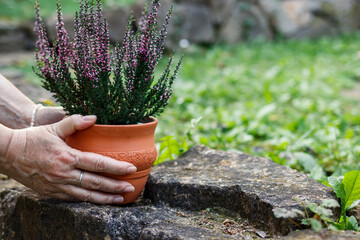 Woman putting heather flower pot on stone wall in garden. Decorating backyard at autumn
