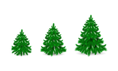 Green fir trees.