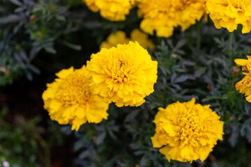Obraz premium The flowers on the city Park