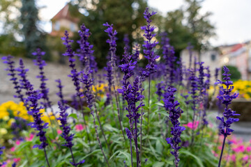 The flowers on the city Park
