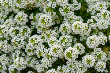 The flowers on the city Park