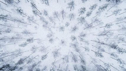 Aerial view of winter forest covered in snow. Beautiful frosty trees. Drone photo.