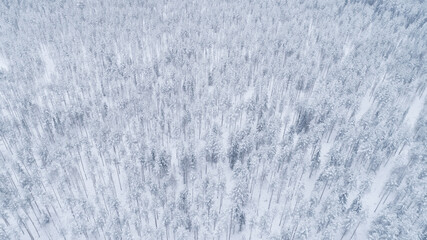 Aerial view of winter forest covered in snow. Finland, Lapland. drone photography