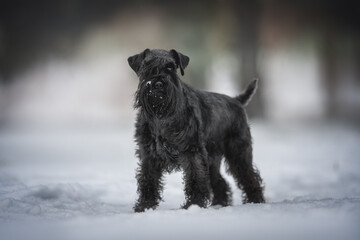A gray miniature schnauzer with long ears standing in the middle of a snowdrift against the backdrop of a foggy winter landscape. Looking into the camera