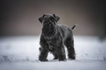 A gray miniature schnauzer with long ears standing in the middle of a snowdrift against the backdrop of a foggy winter landscape. Looking into the camera