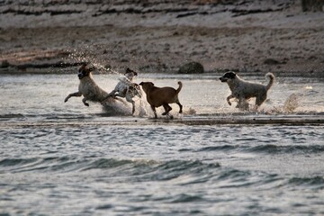 Dog running and splashing on the beach during the sunset.