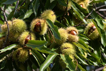 open hedgehog with chestnuts inside hanging on a tree in a forest in Tuscany, Italy.
