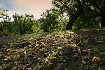 Autumn. Chestnut forest in the Tuscan mountains. Hedgehogs and chestnuts fall to the ground. Time for the chestnuts harvest. shot from below.