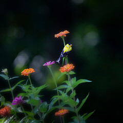 goldfinch on zinnia flower