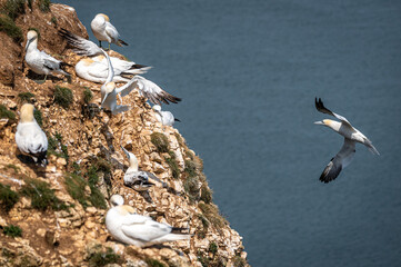 Northern gannet, morus bassanus, coming into land on a cliff edge