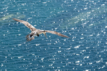 Year 2 - 3 adult northern gannet, morus bassanus, in flight
