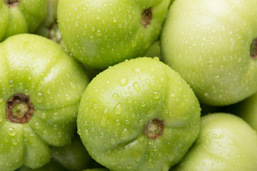 Green tomatoes for conservation. Unripe tomatoes for harvesting.