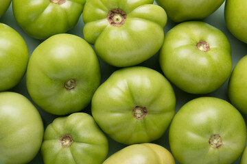 Green tomatoes for conservation. Unripe tomatoes for harvesting.