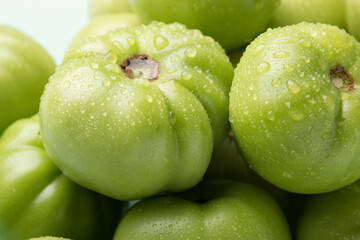 Green tomatoes for conservation. Unripe tomatoes for harvesting.