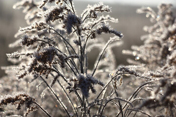 Chaotically located dark escapes of a solidago are covered with scintillating crystals of hoarfrost. Original abstract picture.