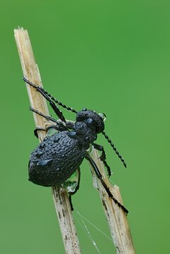 Violet oil beetle after rain. With water droplets on the body. Poisonous insect. Sitting on a dry stalk of grass. Blurred natural green background. Genus species Meloe violaceus. 