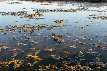 Texture Salt Flats Close-Up