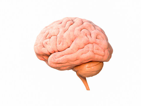 Concept of human intelligence with human brain on white background, 3d render