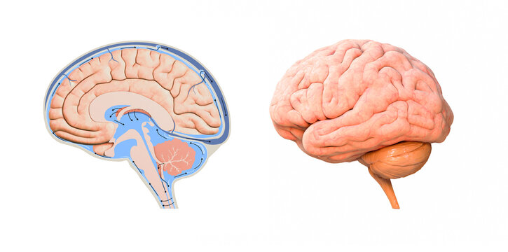 human brain cross section diagram. 3d render